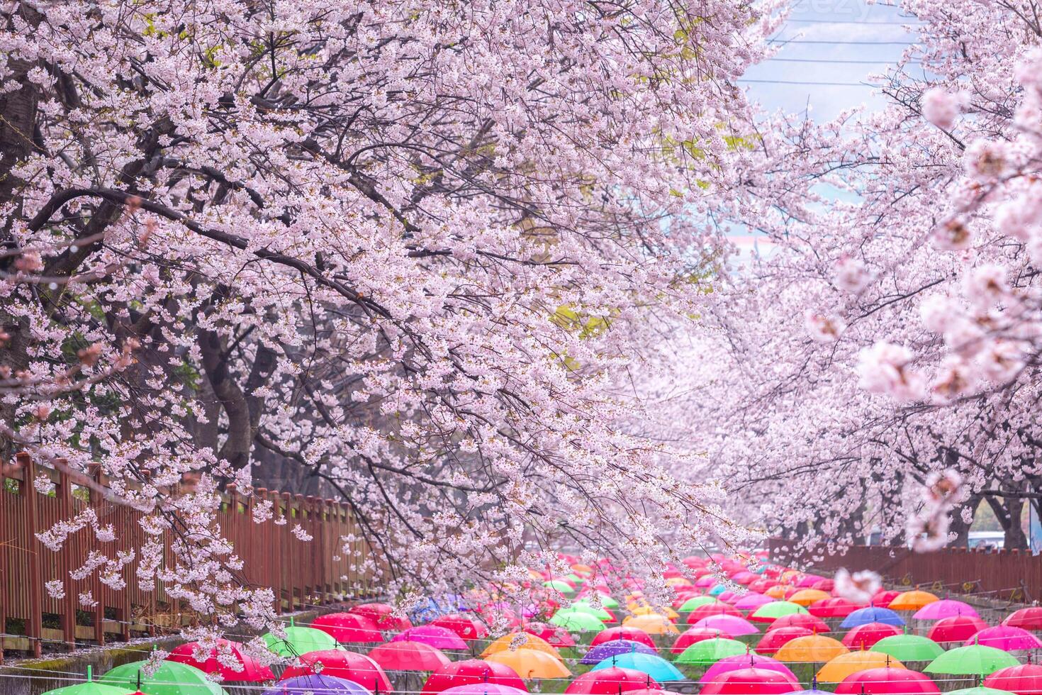 Cerise fleur dans printemps dans Corée est le populaire Cerise fleur visualisation place, Jinhae Sud Corée. photo