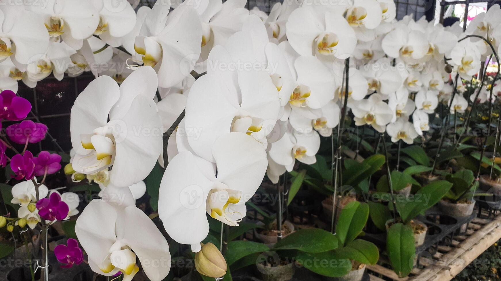 proche en haut de lune orchidée fleur ou phalaenopsis amabilis photo