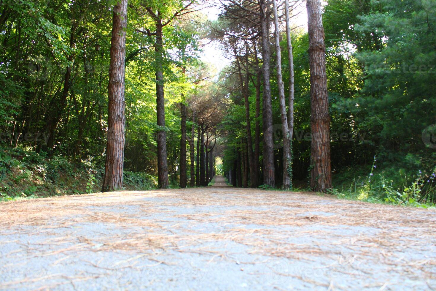 Istanbul Belgrade forêt. saleté route entre pin des arbres. endémique pin des arbres photo