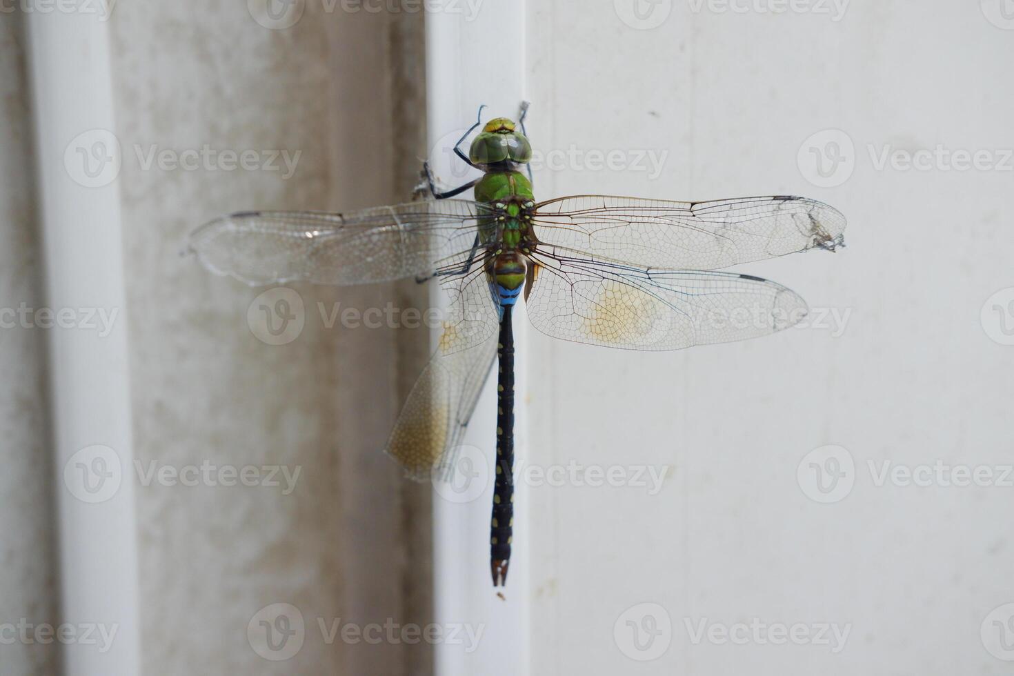 libellule sur le mur dans le jardin. sélectif se concentrer. photo