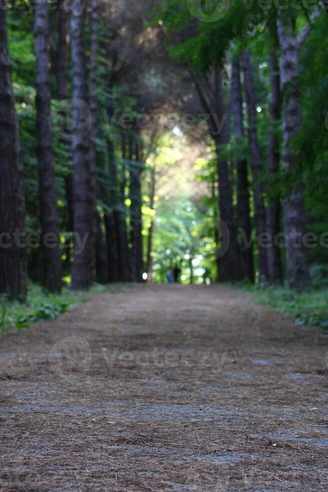 Istanbul Belgrade forêt. saleté route entre pin des arbres. endémique pin des arbres photo