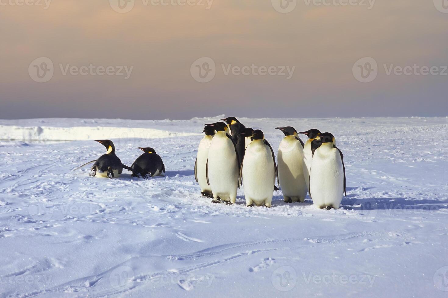 groupe de empereur manchot, aptenodytes forsteri, sur la glace banquise près le Britanique haley antarctique gare, Atka baie, mariage mer, Antarctique photo