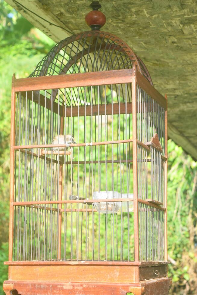 une oiseau est dans le volière photo