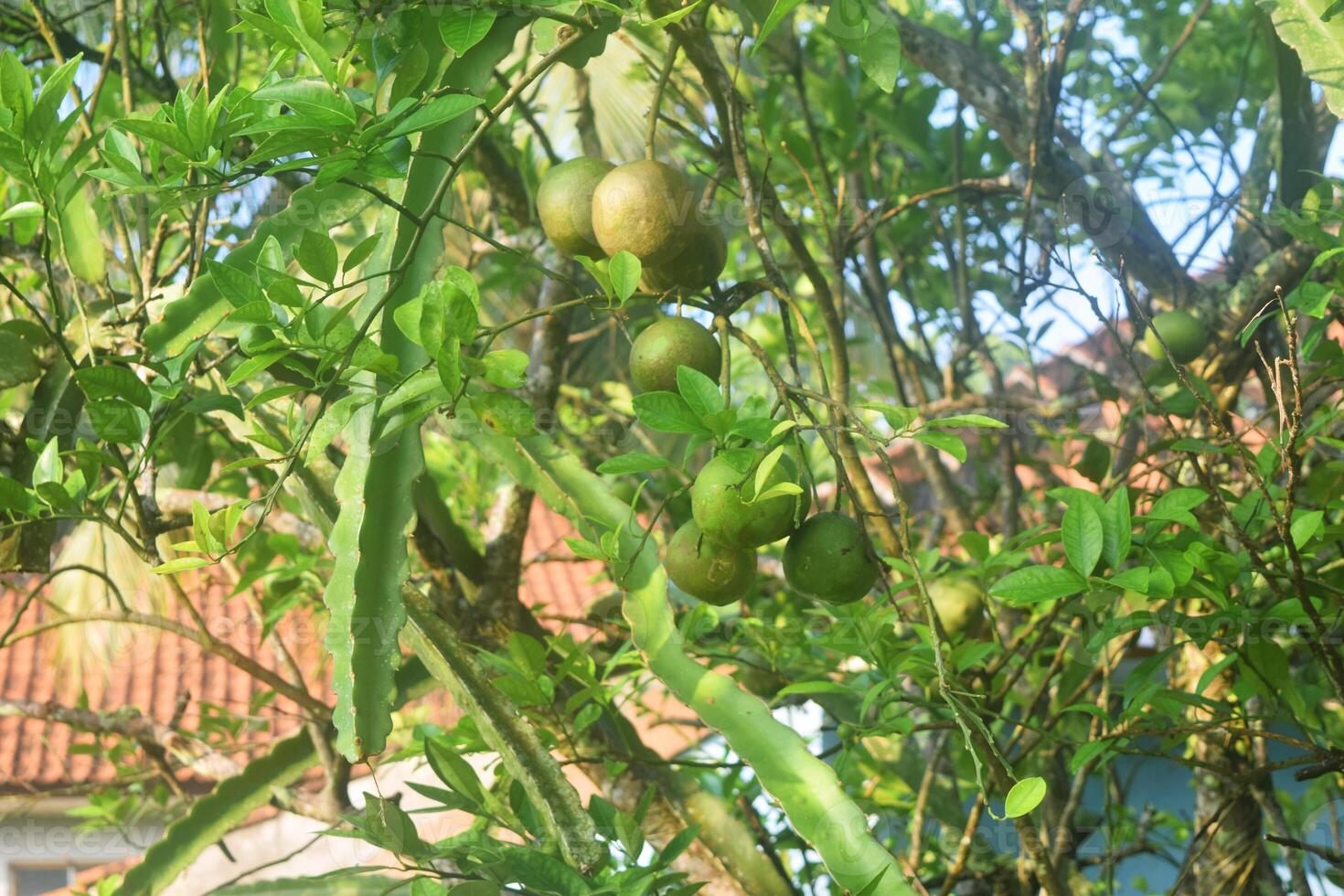 vert des oranges grandir sur une ombragé arbre photo