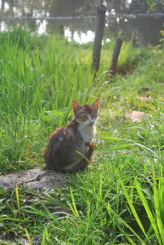 fermer photo de une chaton dans le riz des champs