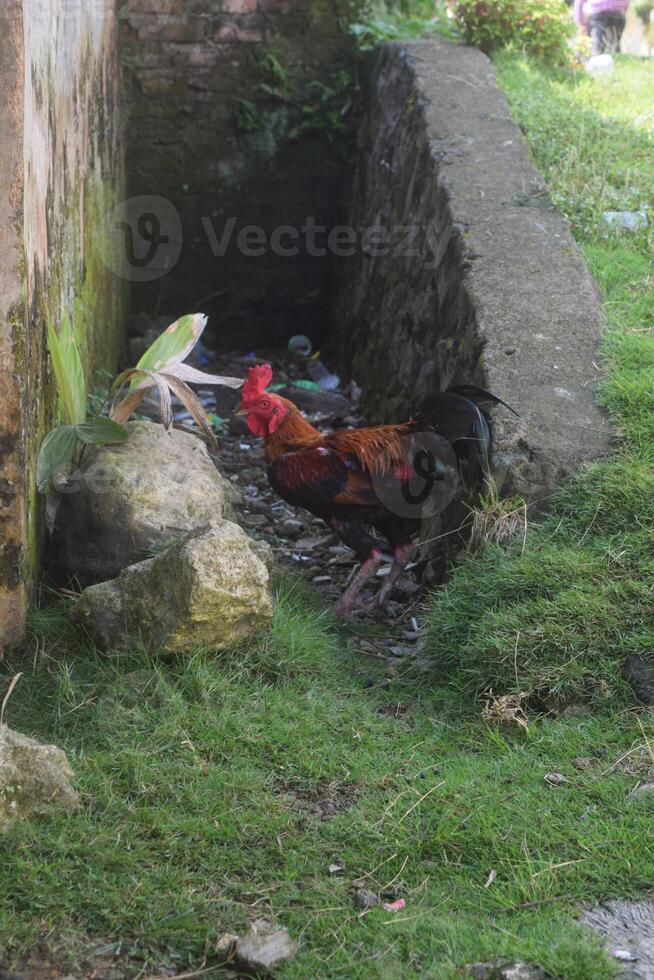 une poulet a été à la recherche pour nourriture photo