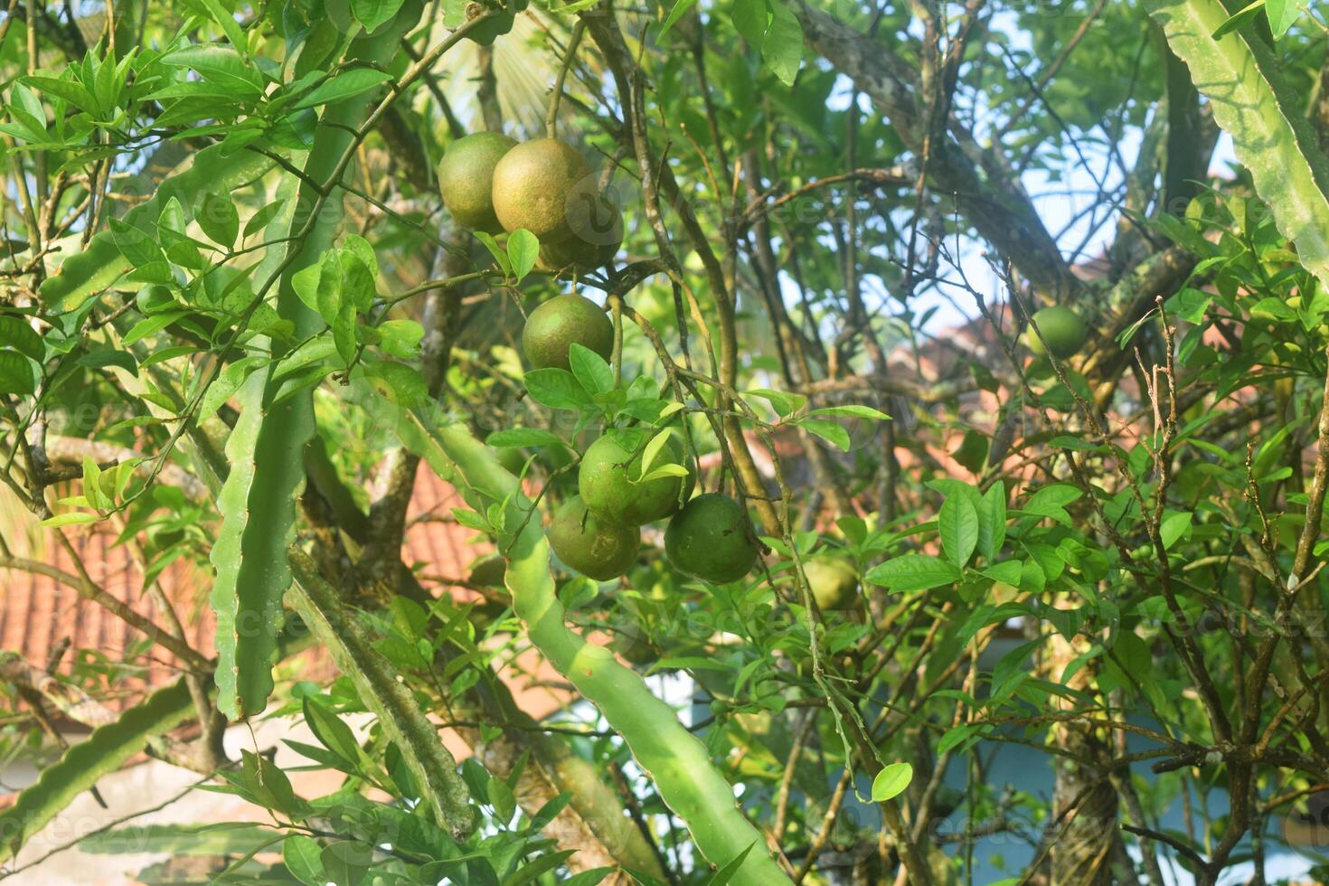 vert des oranges grandir sur une ombragé arbre photo
