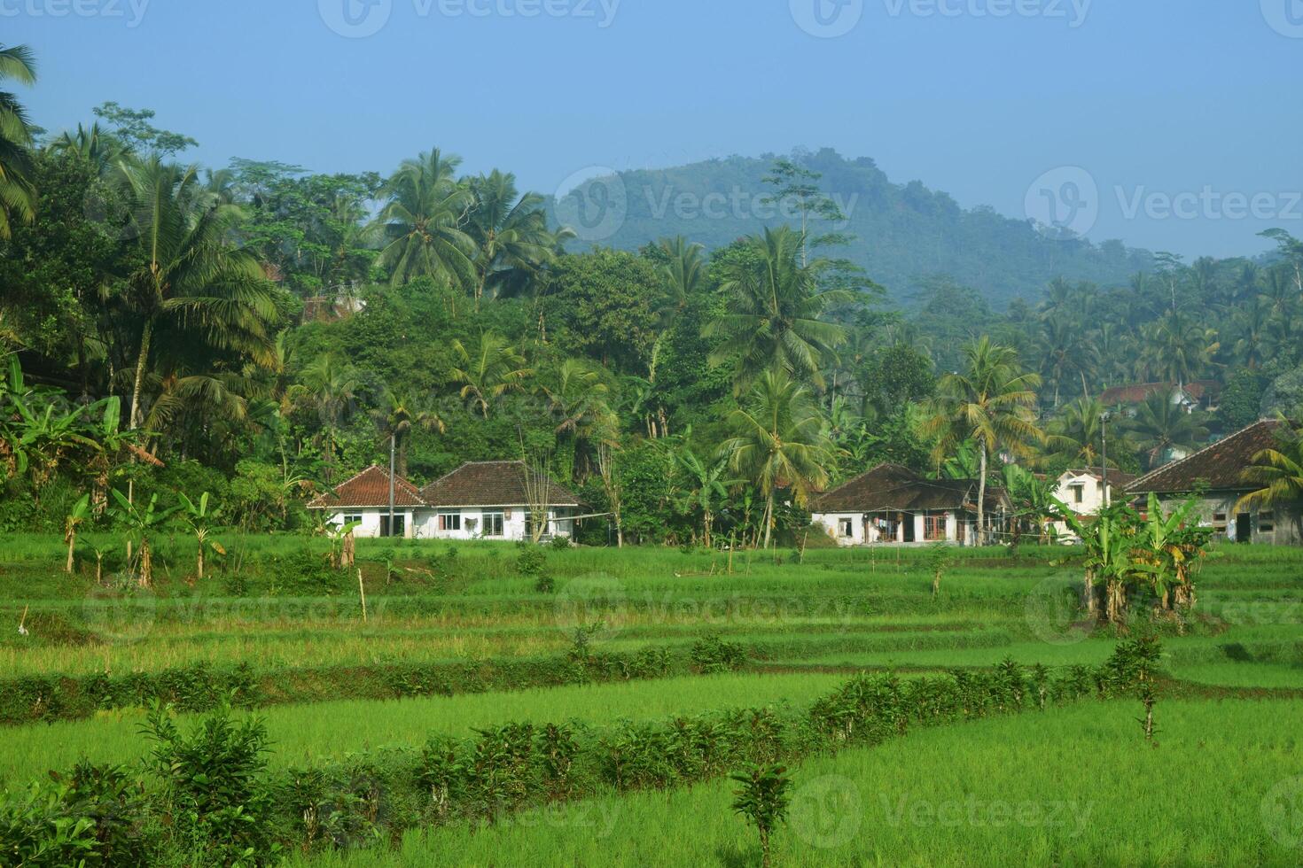 le atmosphère de vert riz des champs et traditionnel Maisons photo