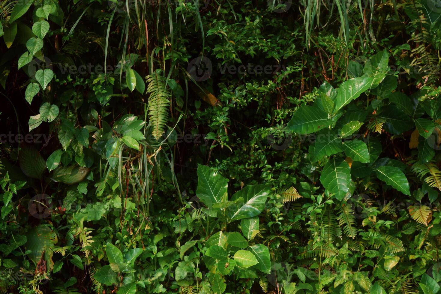 Frais croissance vert les plantes et feuilles dans une jardin photo