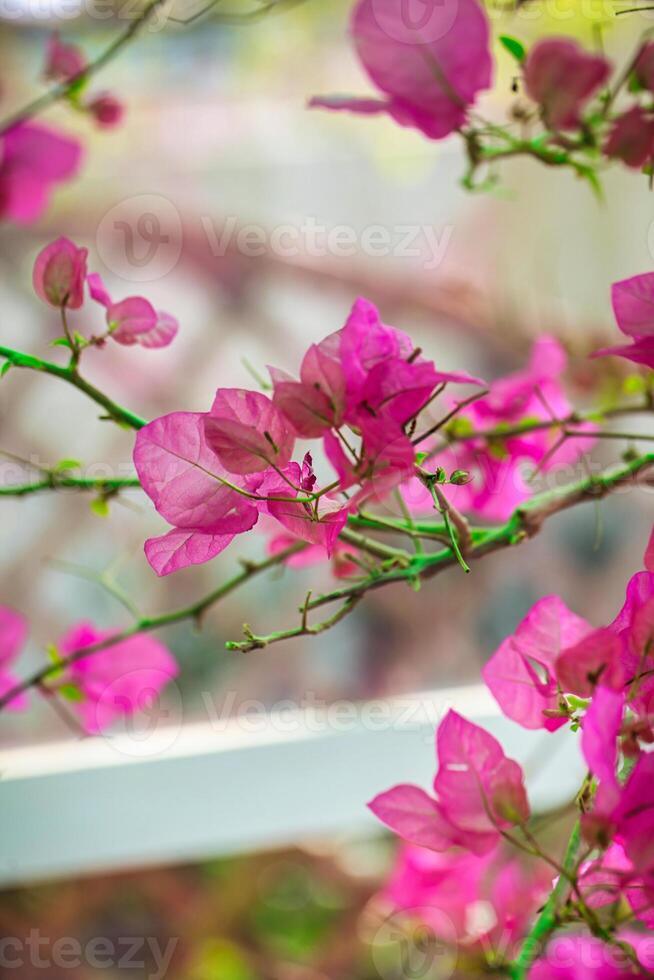 fleurs roses sur branche photo