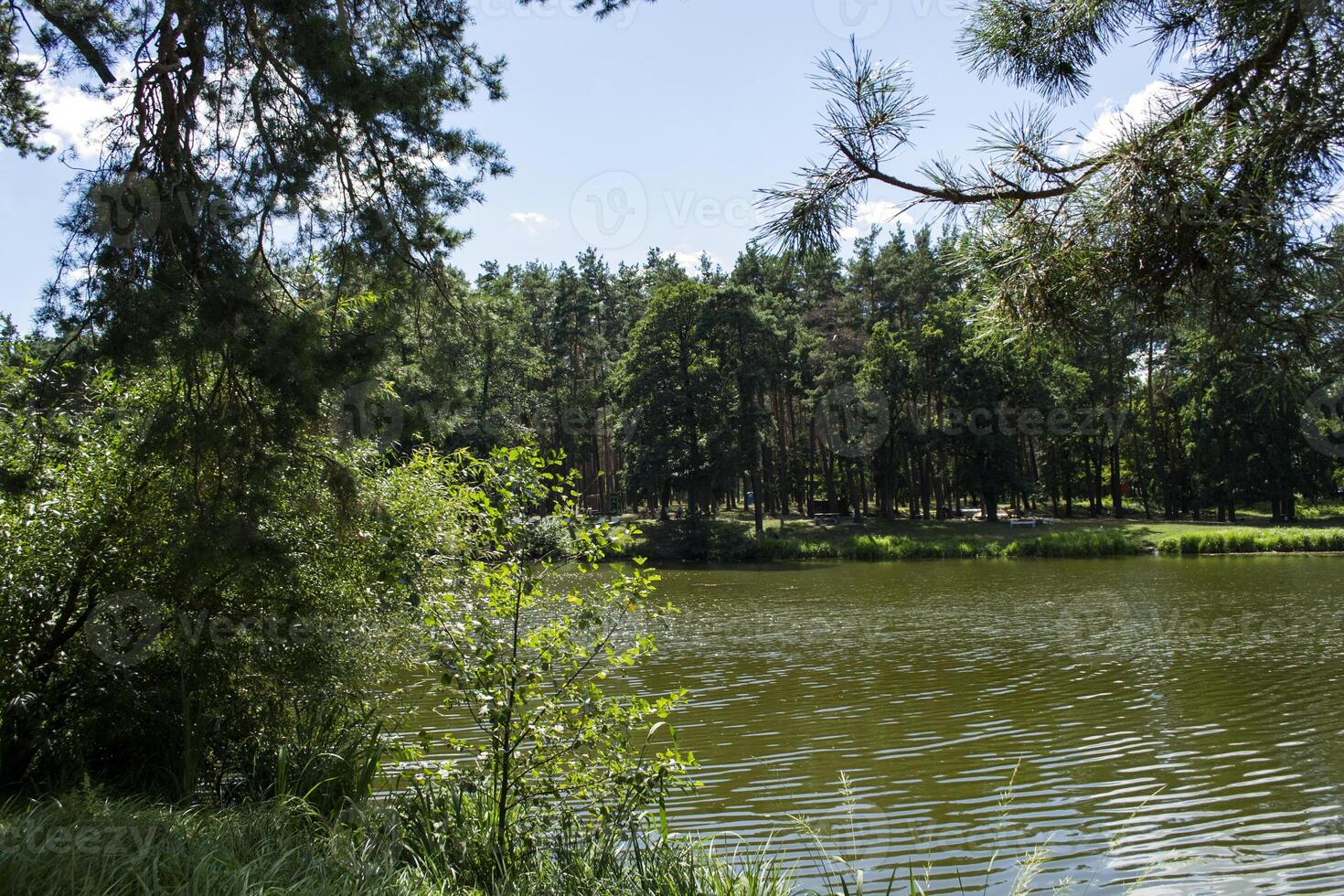 forêt Lac paysage dans ensoleillé été journée. photo