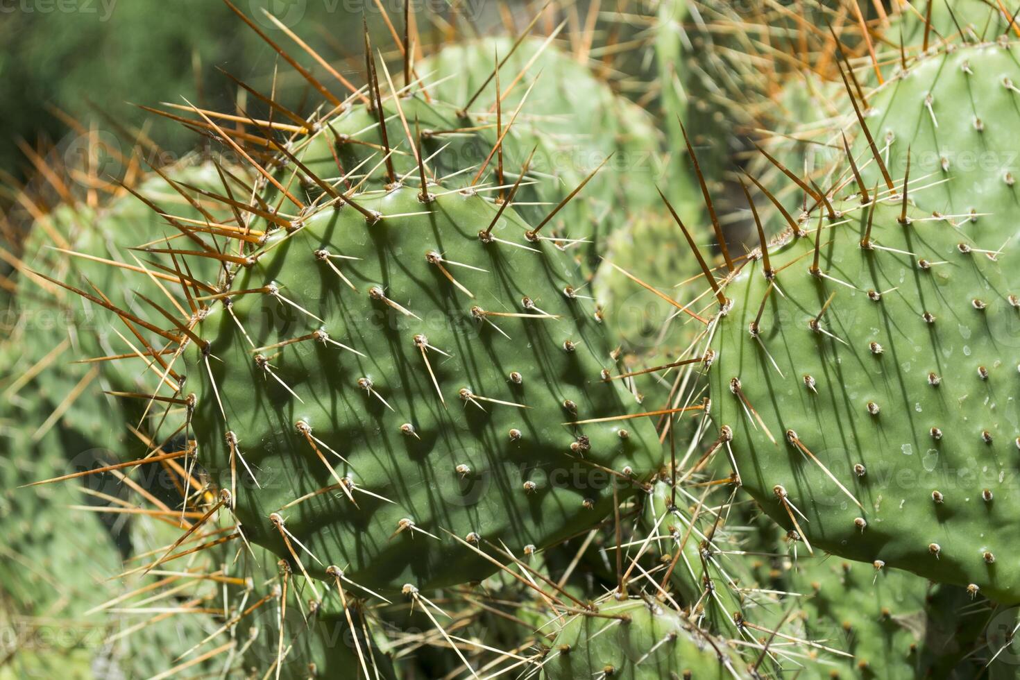 cactus champ proche en haut. photo