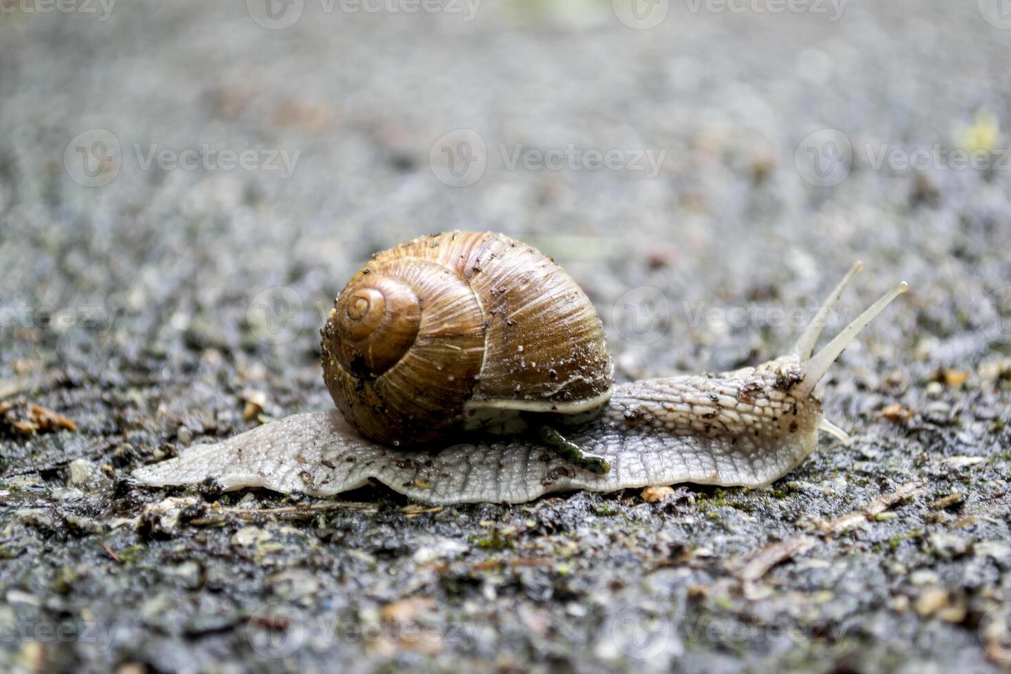 escargot sur asphalte après pluie. sauvage la nature proche en haut. photo