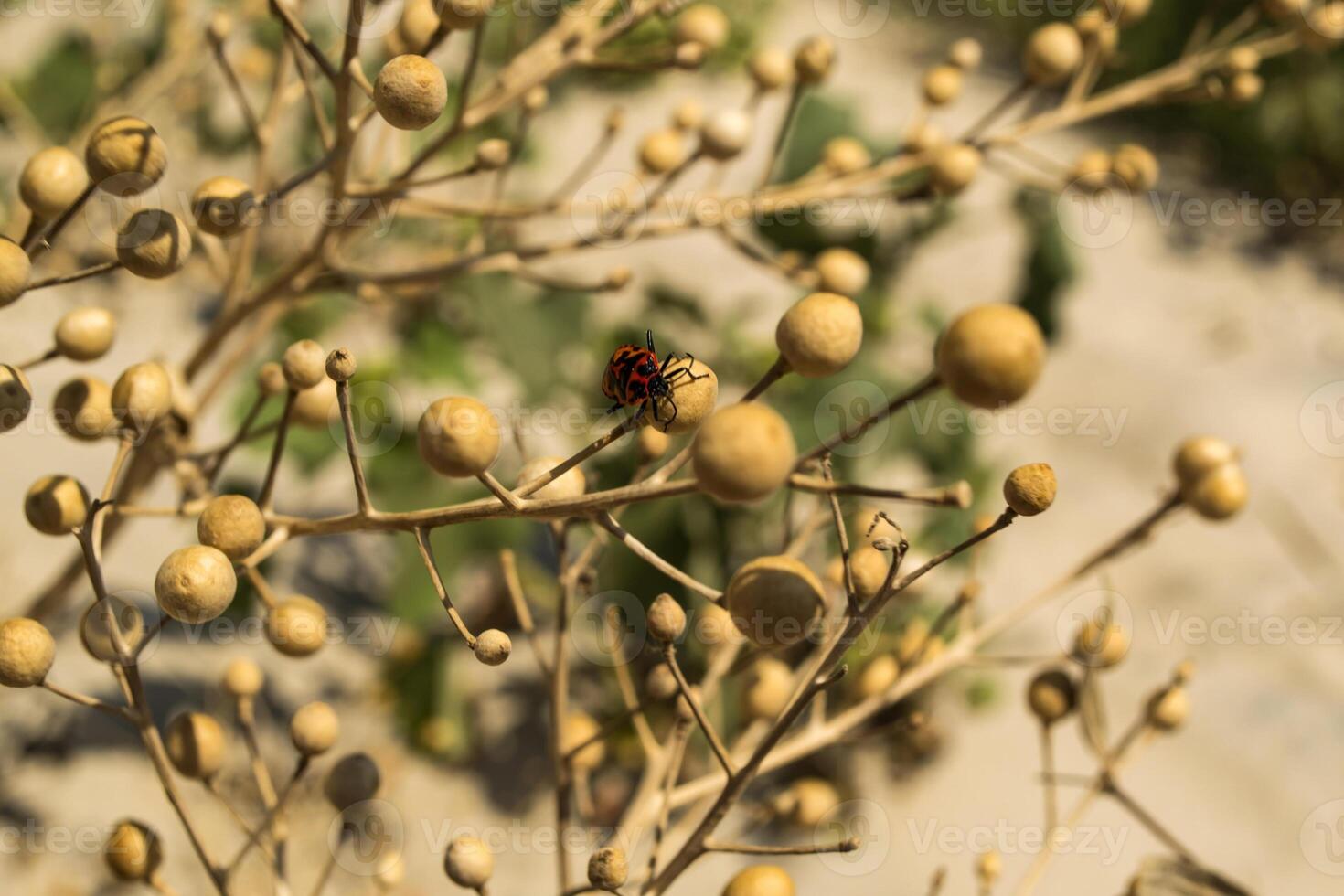 Naturel abstrait Contexte. photo