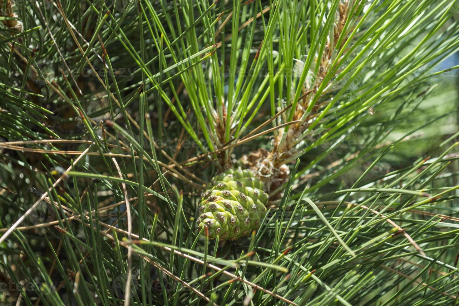 le pomme de pin sur le arbre, proche en haut. photo