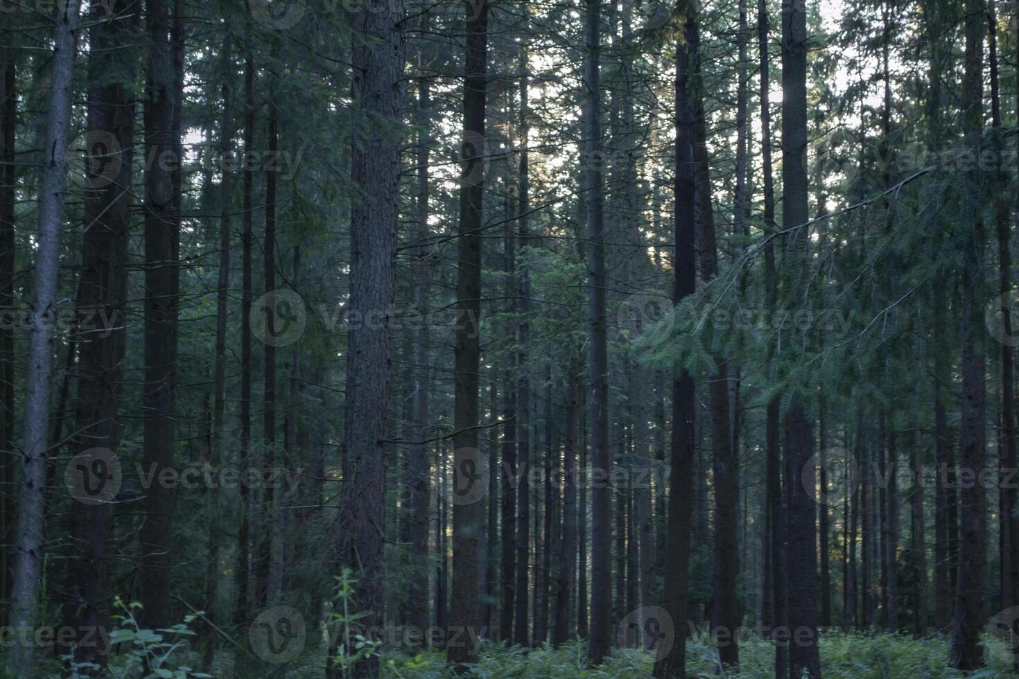 une dense conifère forêt. magnifique forêt paysage. photo