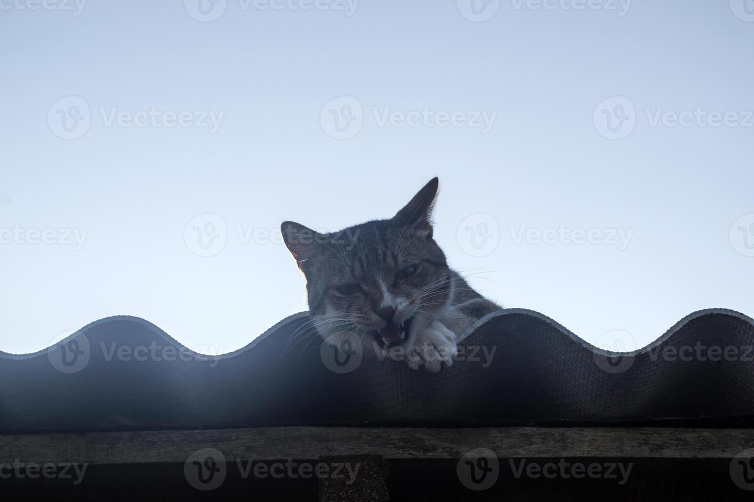 le chat pièces Extérieur. photo