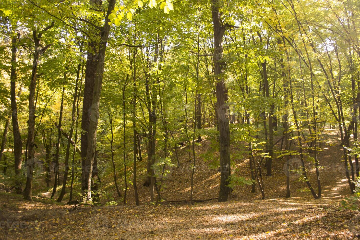 ensoleillé l'automne paysage à forêt photo