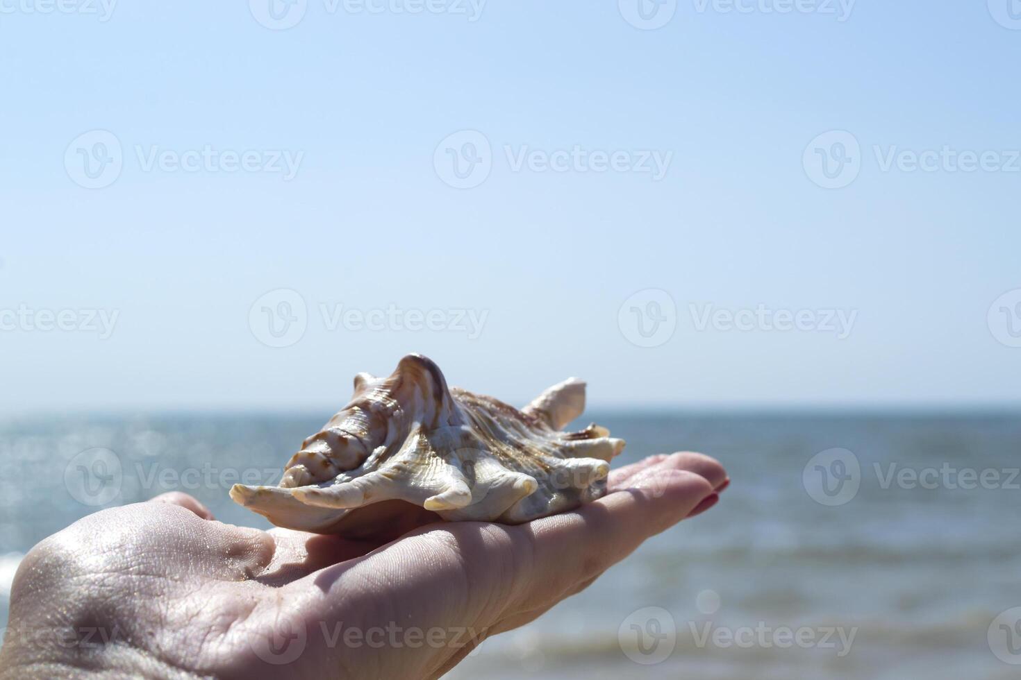 le magnifique coquillage dans main, contre une bleu ciel Contexte. photo