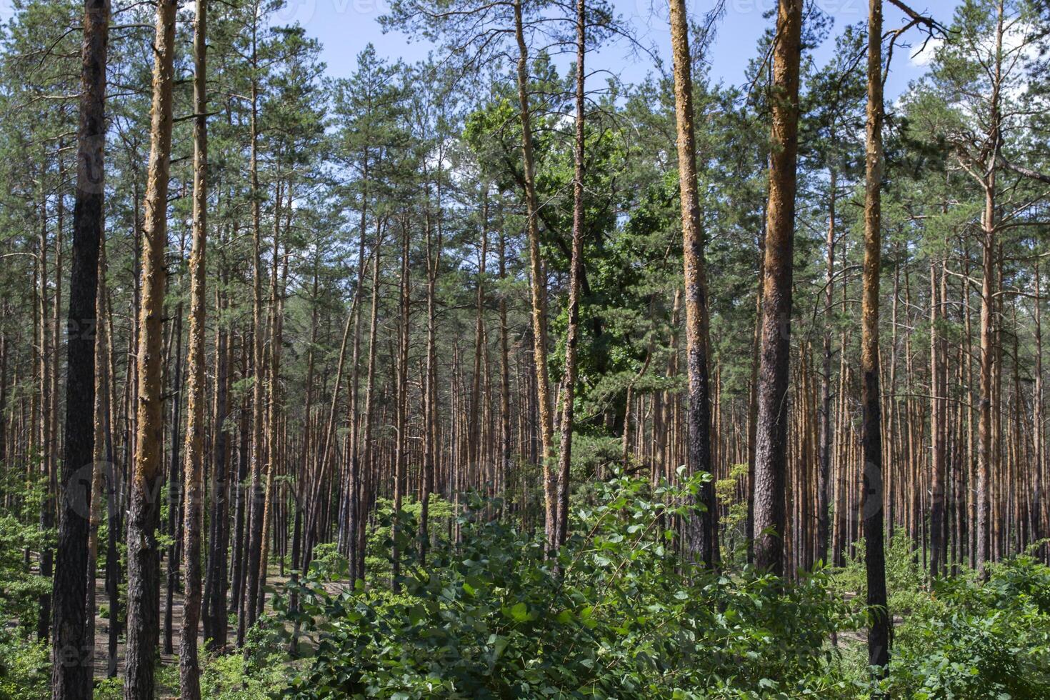 conifère forêt paysage à été photo