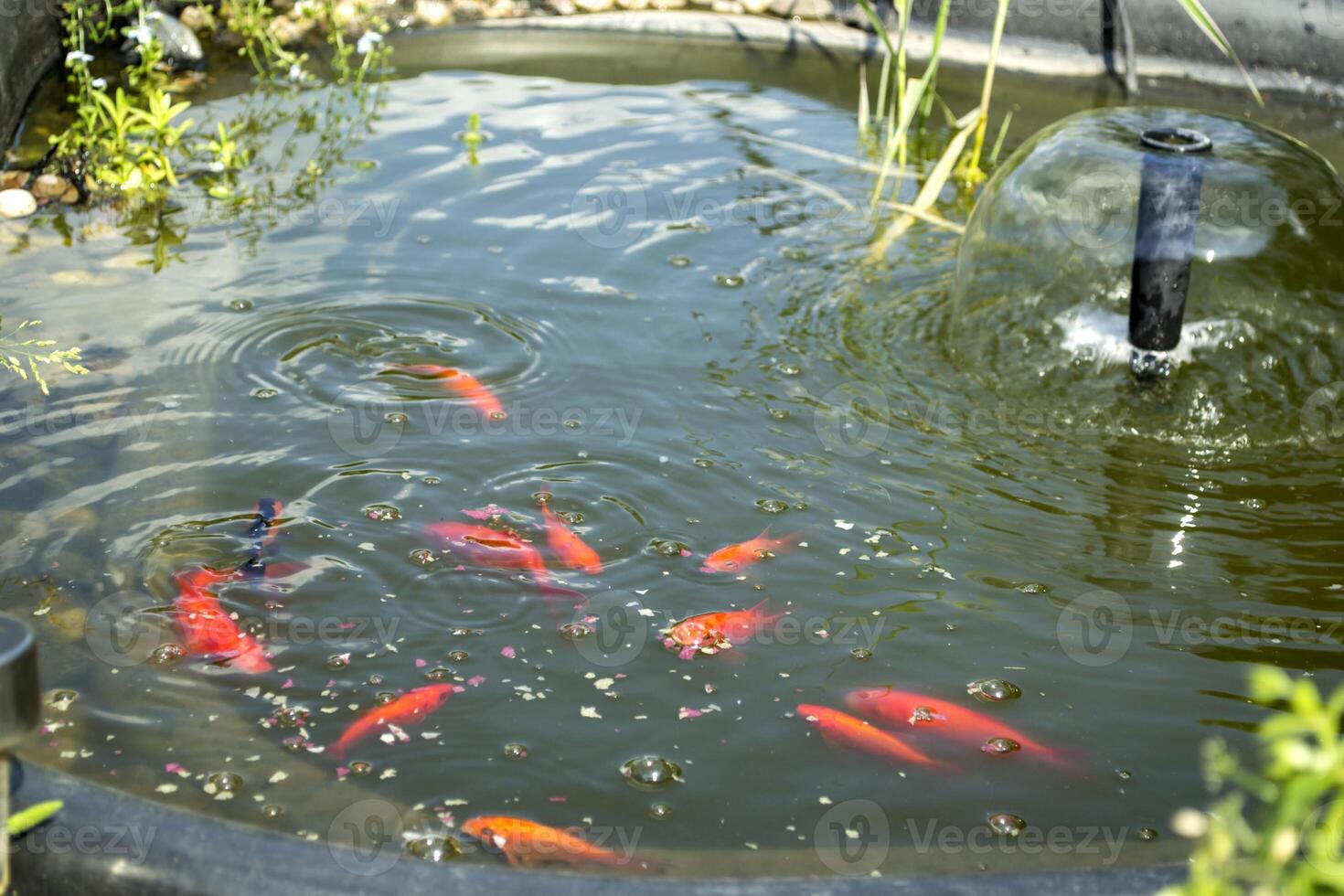 une d'or des poissons dans un artificiel lac. photo