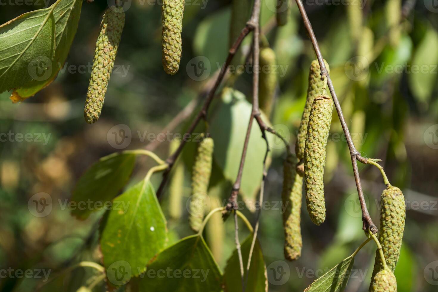 le bouleau bourgeons proche en haut. photo