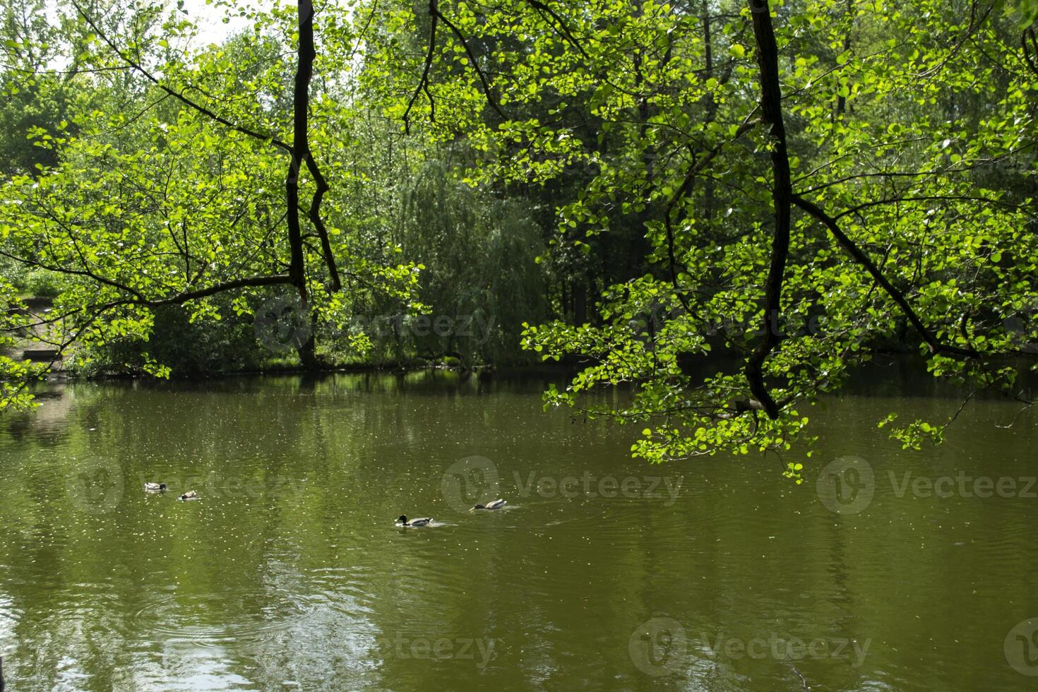 une étang dans le forêt. magnifique été paysage. photo