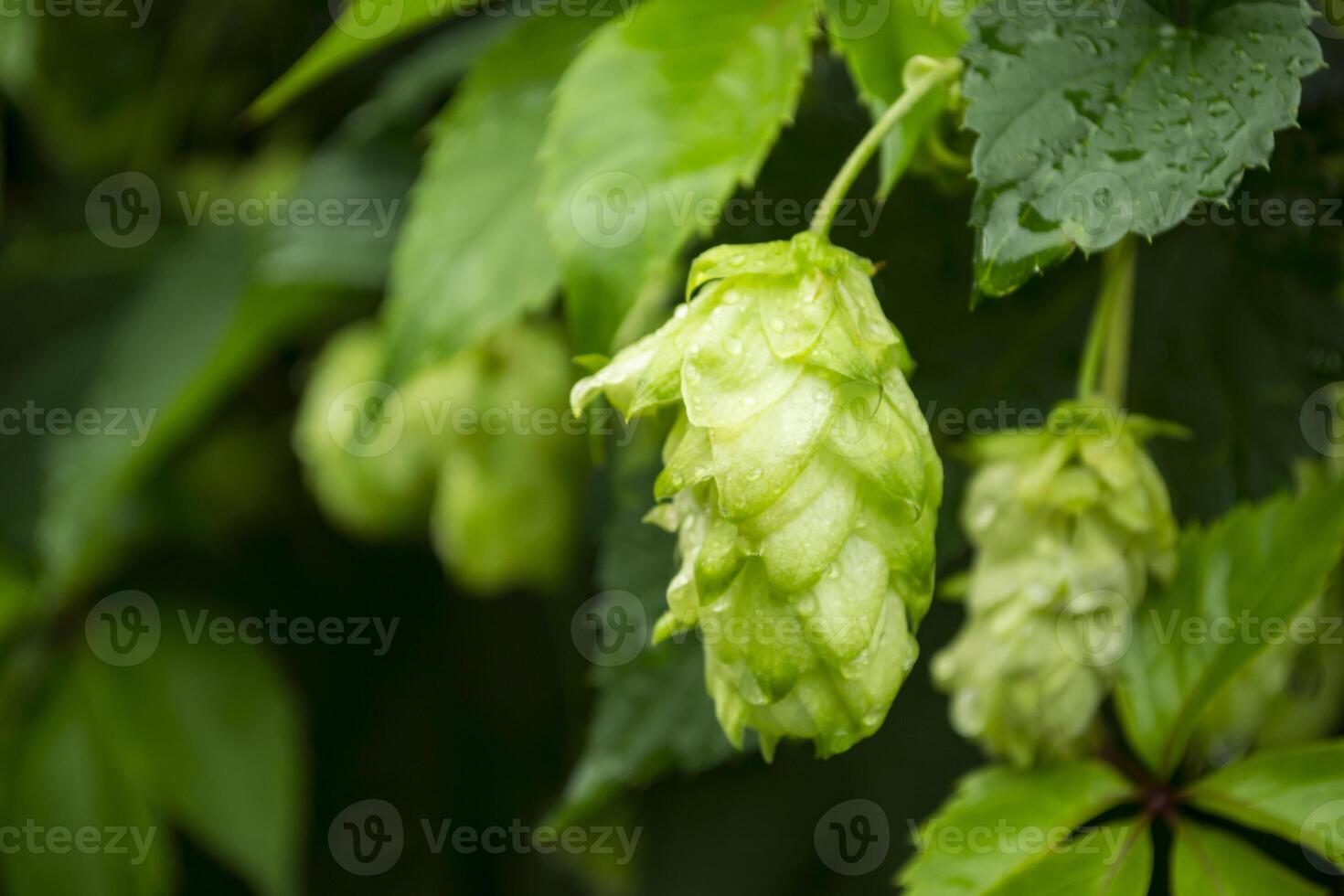 Frais cônes de saut sur le des buissons. le le houblon champ. photo