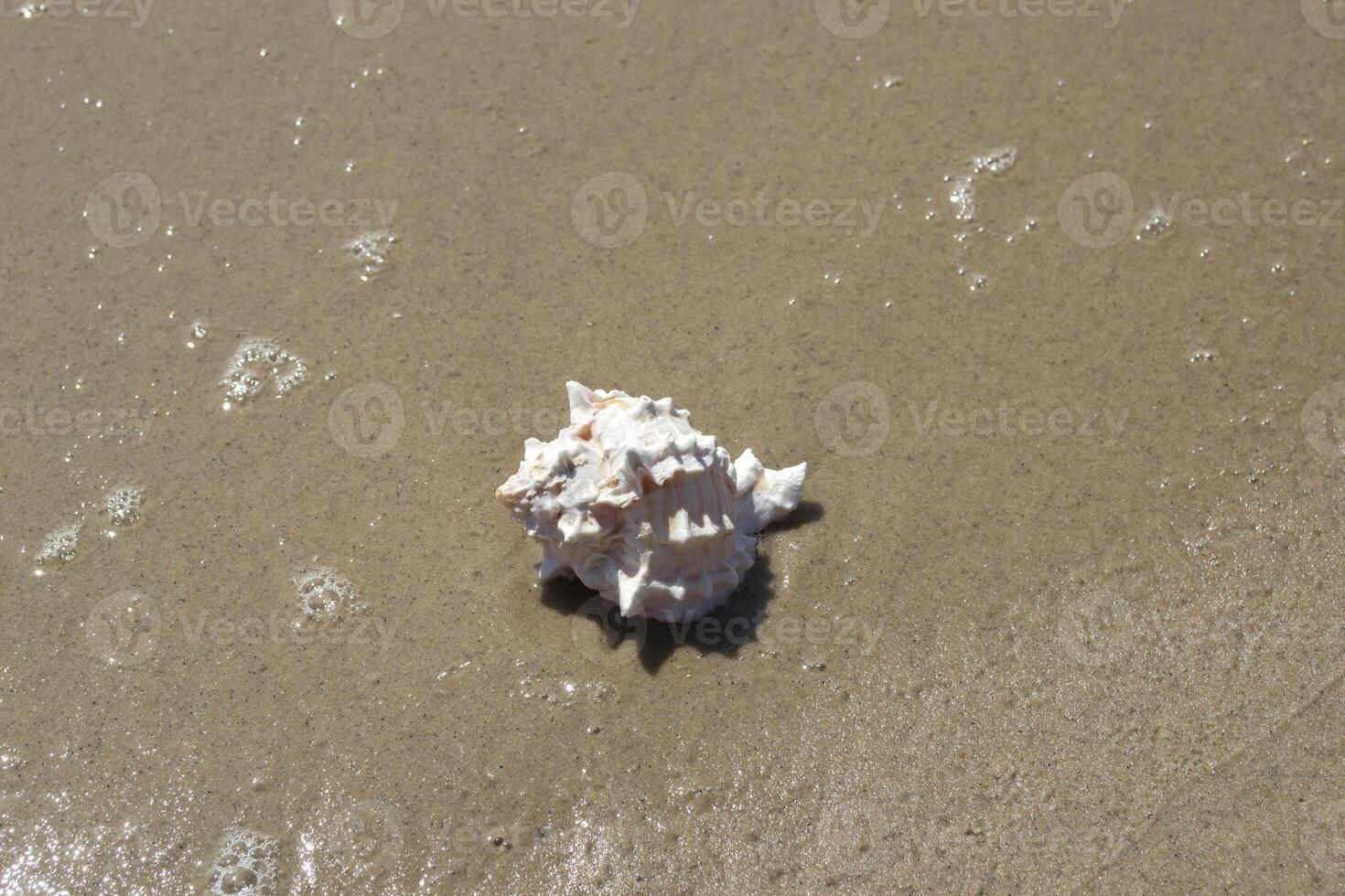 magnifique coquillage sur le le sable de le plage. mollusque coquille. proche en haut. photo