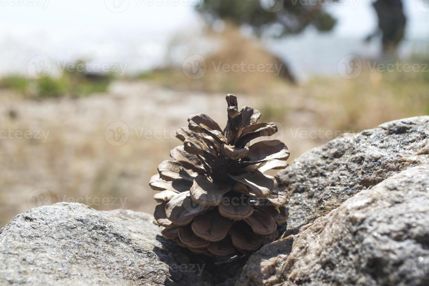 le pomme de pin sur le pierre. macro tir. photo