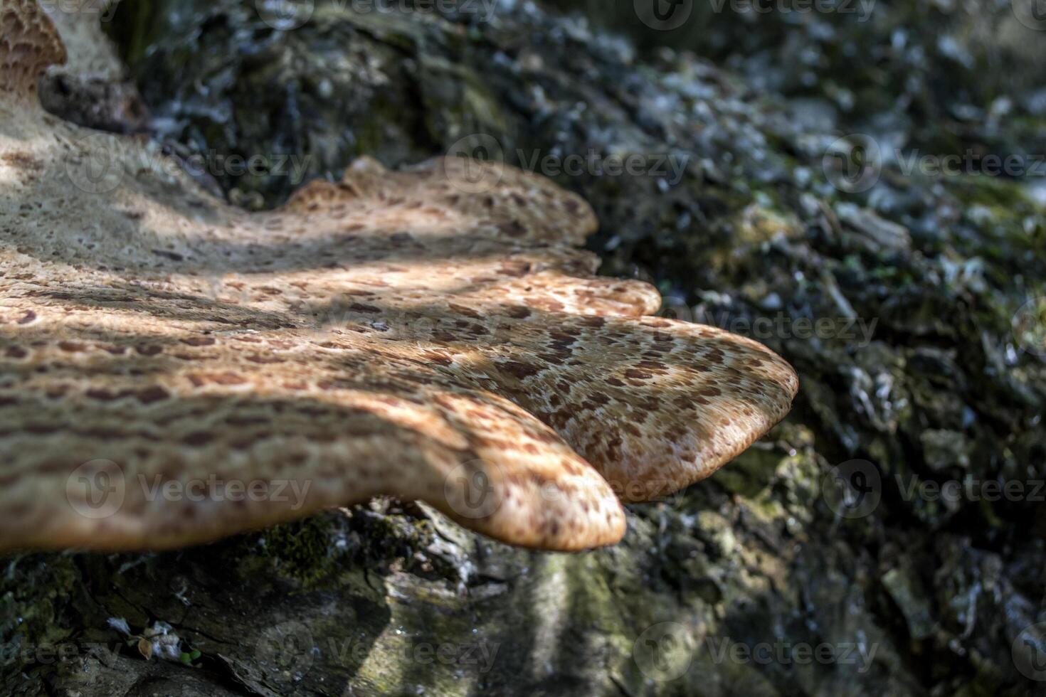 le toxique champignons sur tronc de arbre. photo