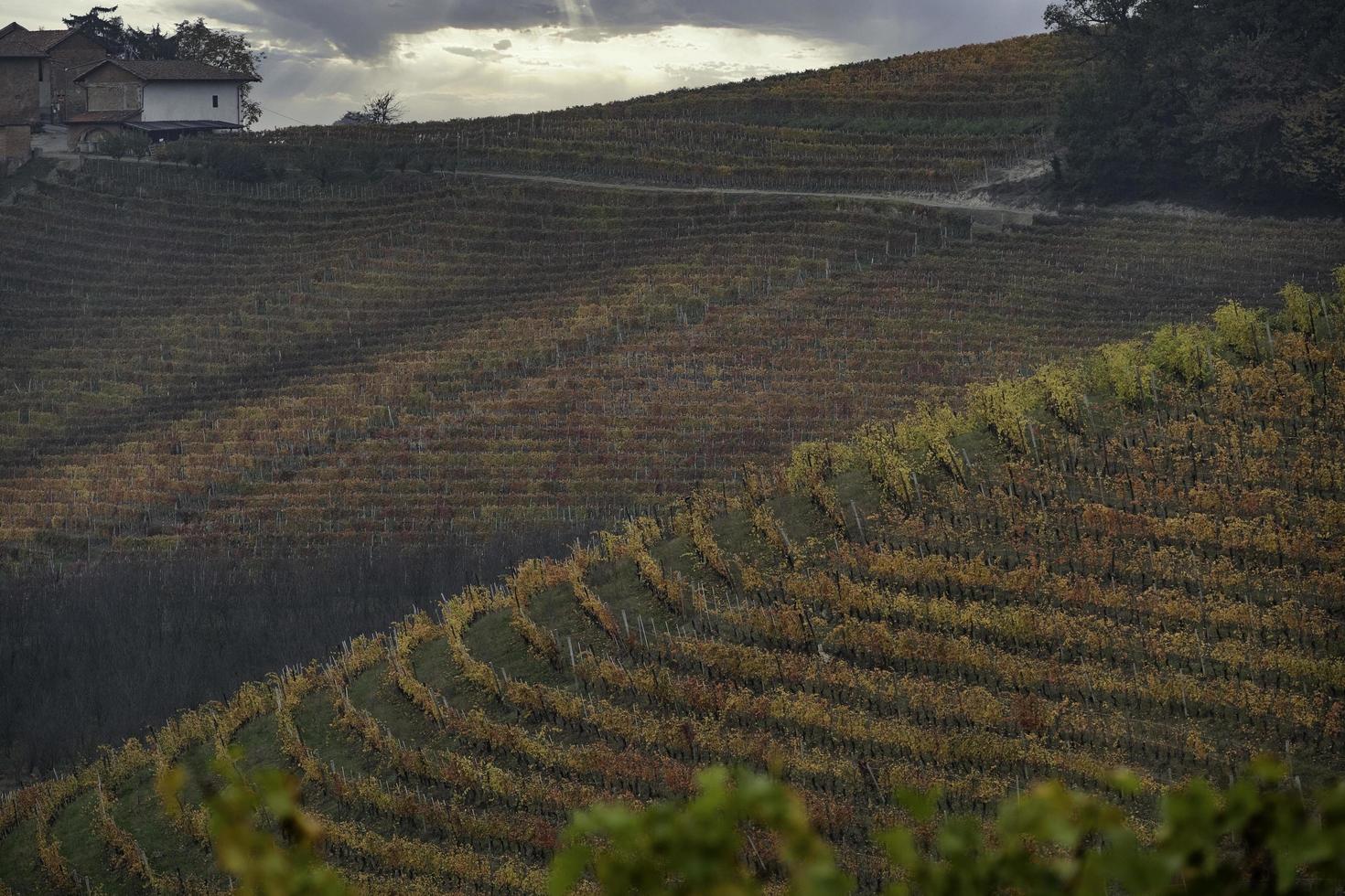 paysages des langhes piémontais en automne, pendant les vendanges photo