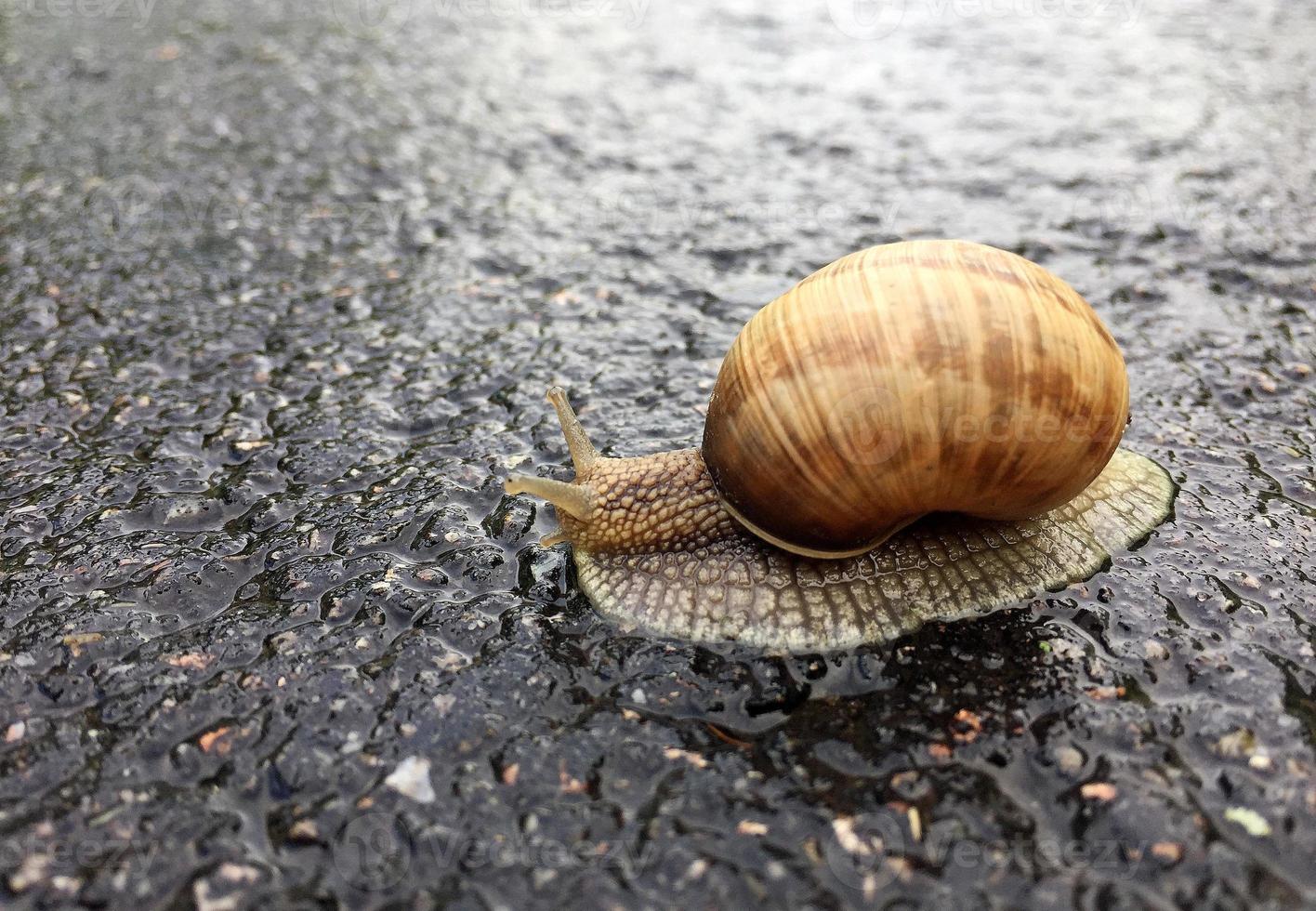 gros escargot en coquille rampant sur route mouillée dépêchez-vous à la maison photo