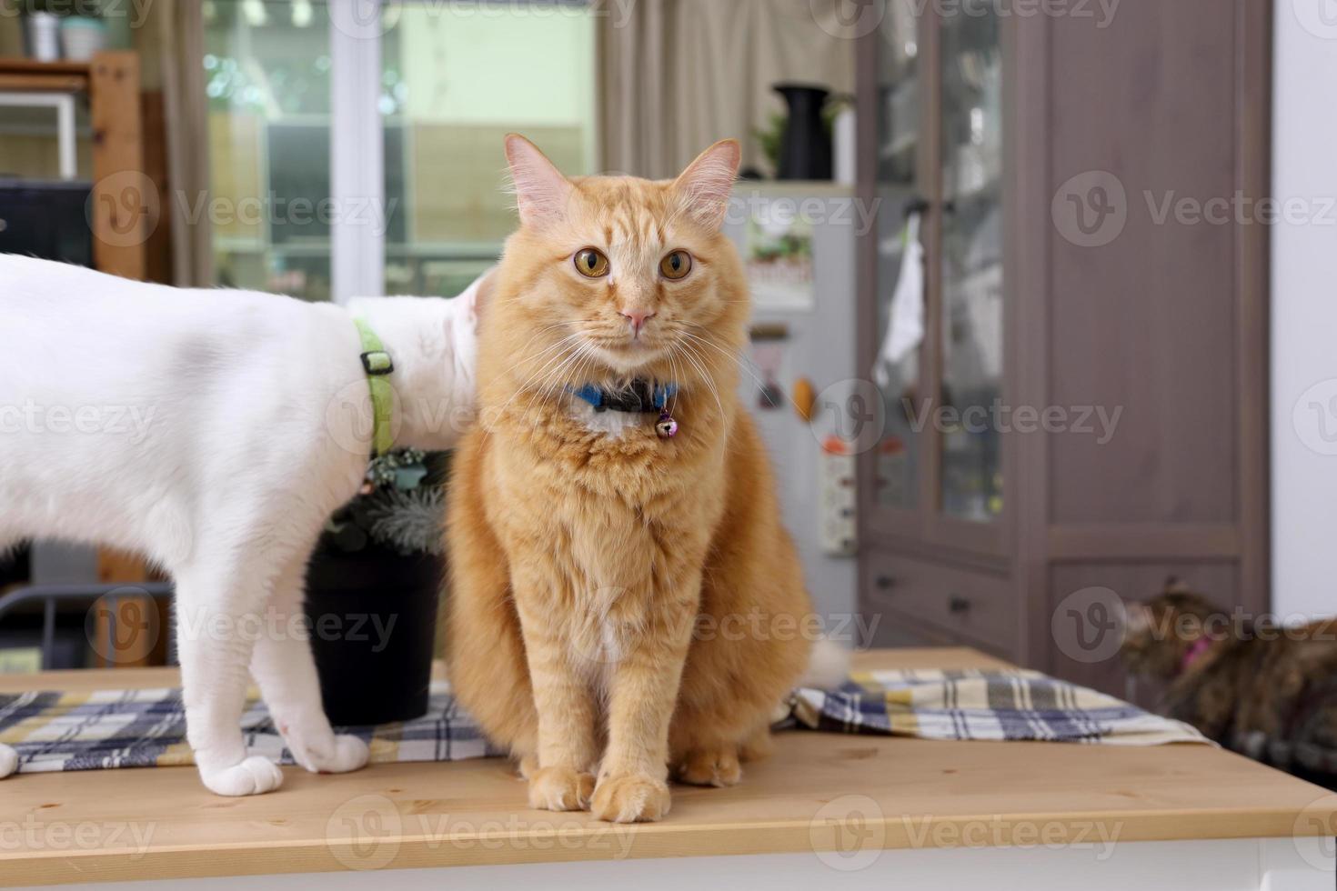 chat dans la maison photo