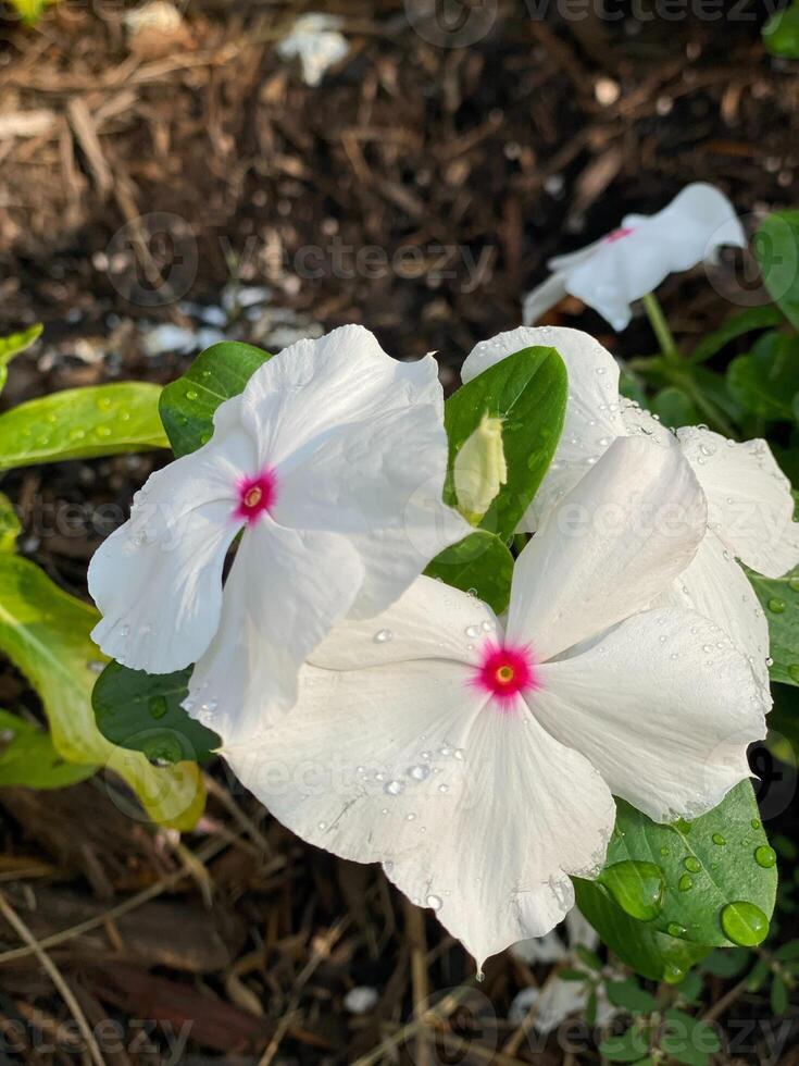 blanc pervenche fleurs dans le jardin avec l'eau gouttes sur il photo