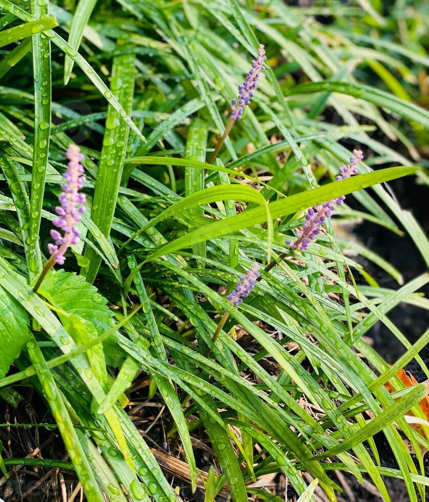 violet fleur avec rosée gouttes sur vert herbe dans le jardin photo