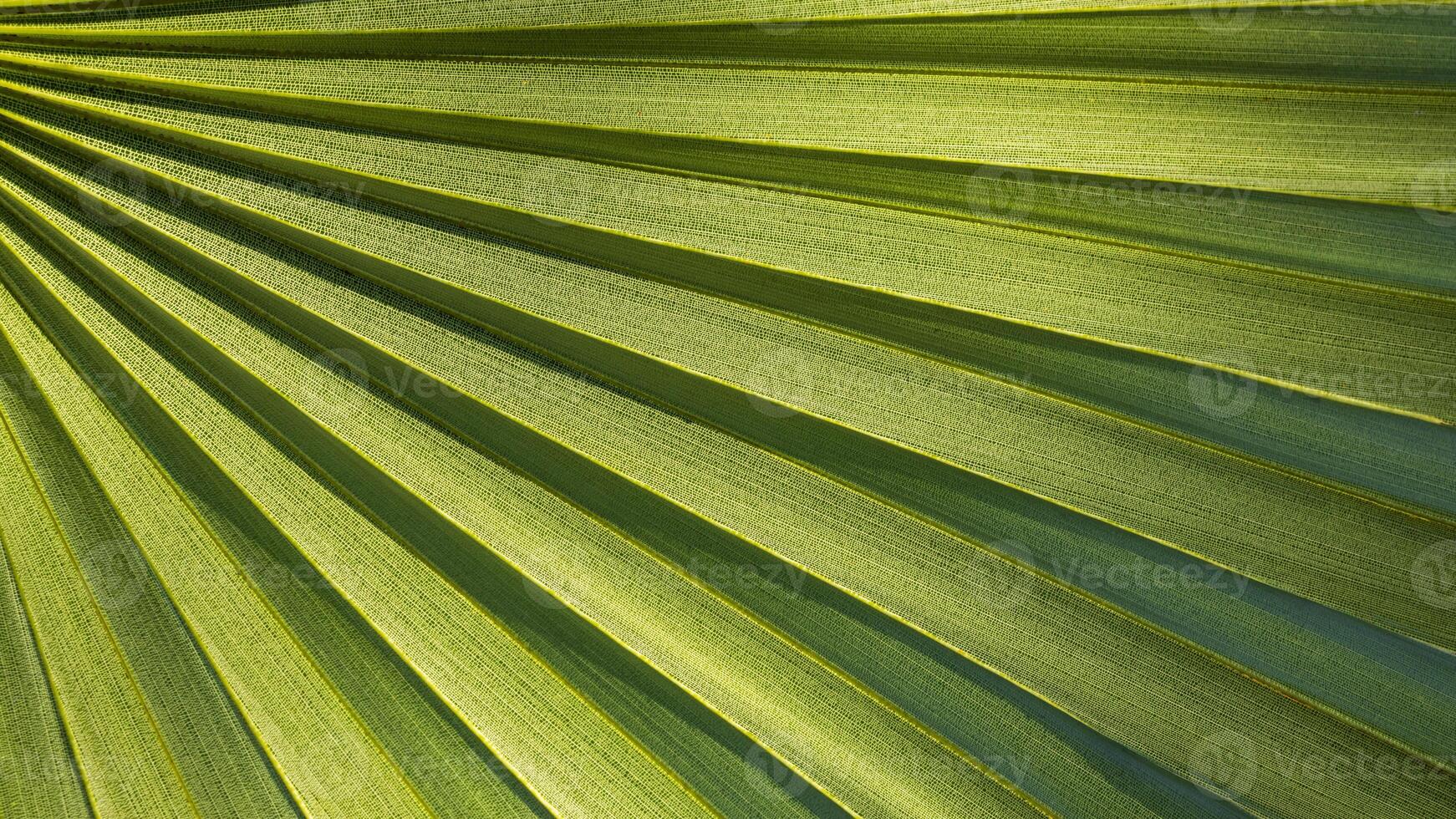 fermer de le texturé Contexte de grand, brillant vert, rétro-éclairé paume feuilles. photo