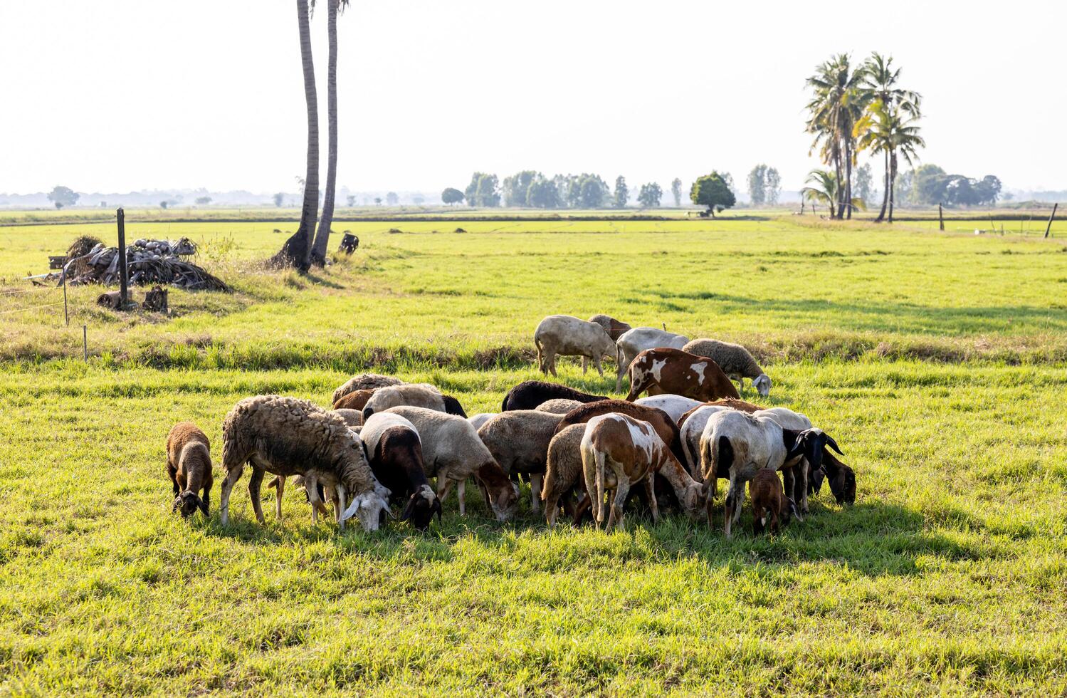 vue de une troupeau de marron et blanc troupeaux de chèvres pâturage sur Frais vert herbe. photo