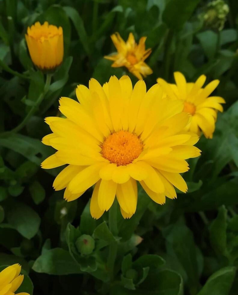 magnifique épanouissement fleur dans jardin photo