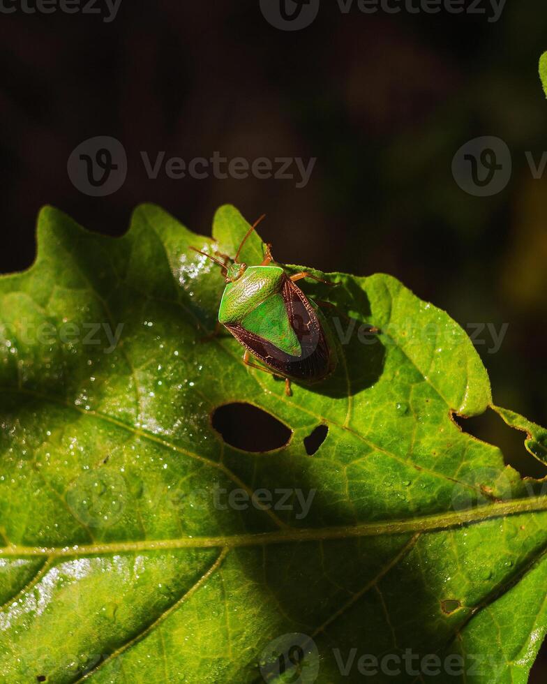 nezara viridule insecte. macro photo avec animal sur vert feuille. lentille brouiller et Naturel lumière du soleil