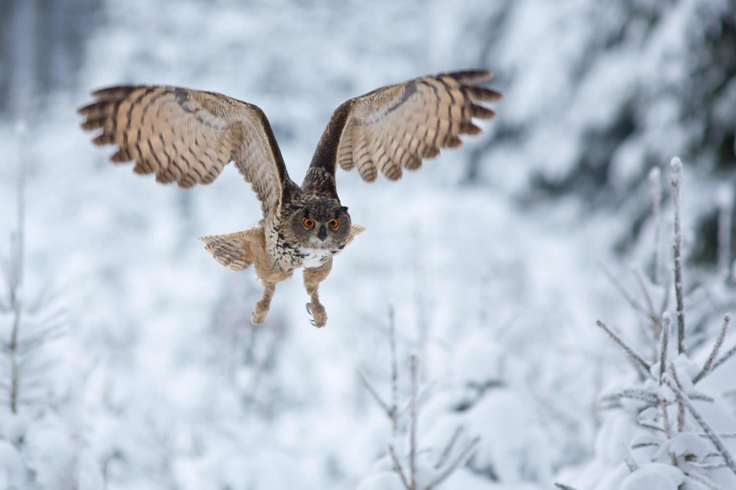 hibou grand-duc eurasien, bubo bubo photo