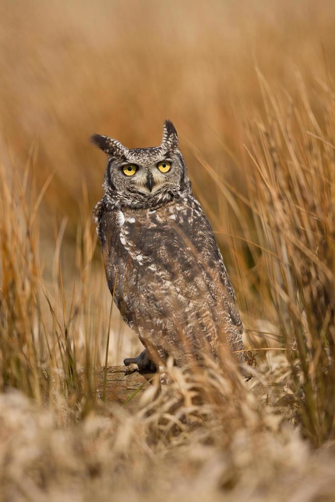 hibou grand-duc tacheté, bubo africanus également connu sous le nom de hibou grand-duc africain et le hibou grand-duc africain photo