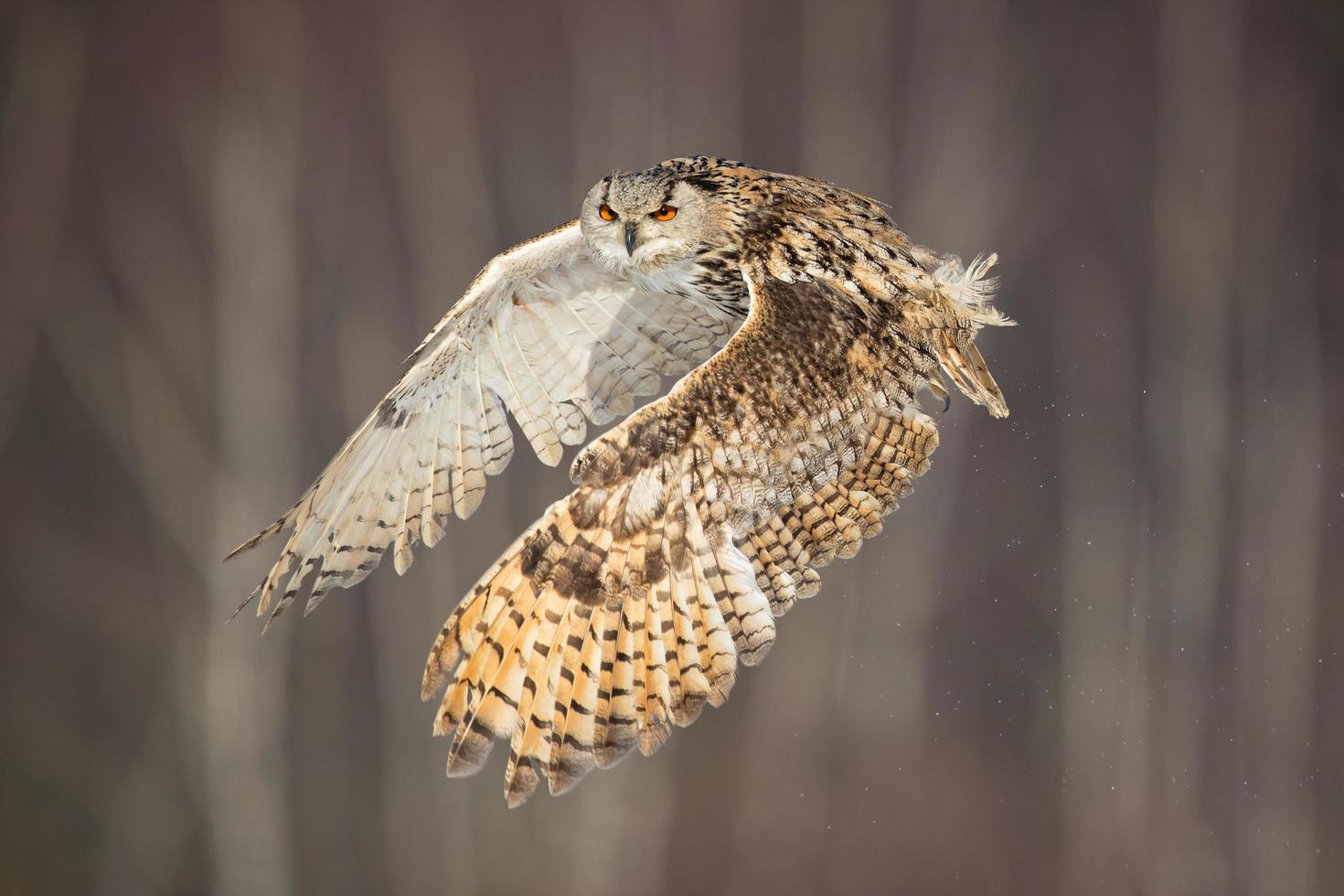 hibou grand duc sibérien photo