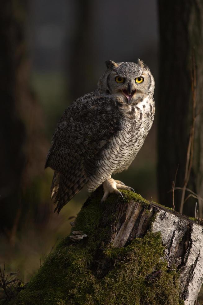 grand-duc d'Amérique également connu sous le nom de hibou tigre photo