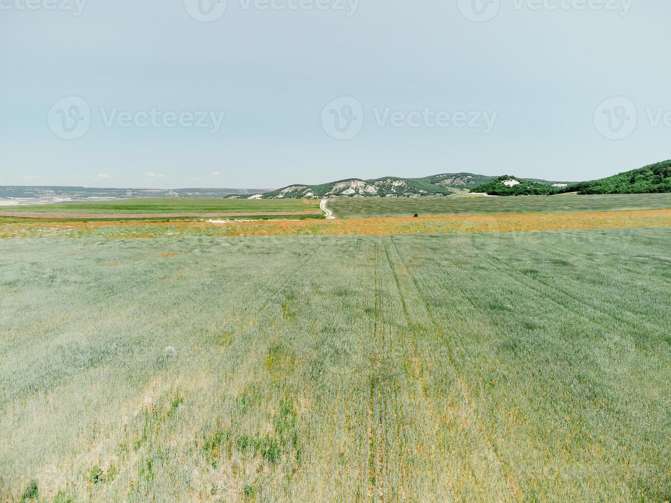 aérien vue sur vert blé champ dans campagne. champ de blé soufflant dans le vent comme vert mer. Jeune et vert épillets. oreilles de orge surgir dans la nature. agronomie, industrie et nourriture production. photo