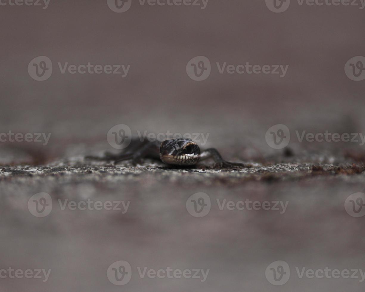 bébé lézard posant photo