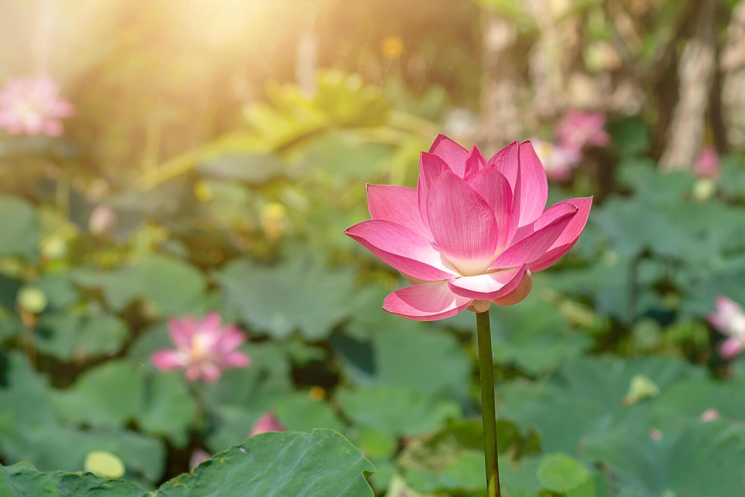 proche en haut rose lotus fleur. photo