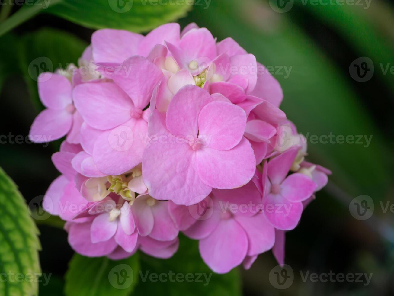 bouchent fleur d'hortensia photo