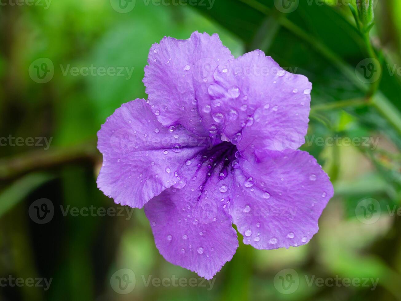 Ruellia tuberosa fleur. photo