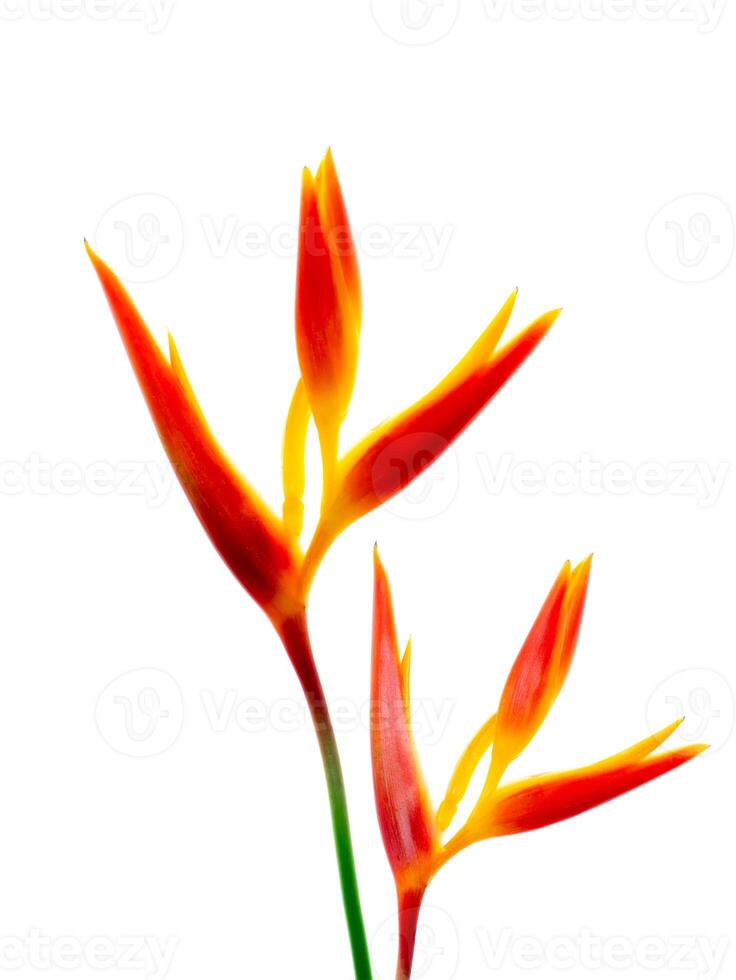 proche en haut heliconia fleur photo